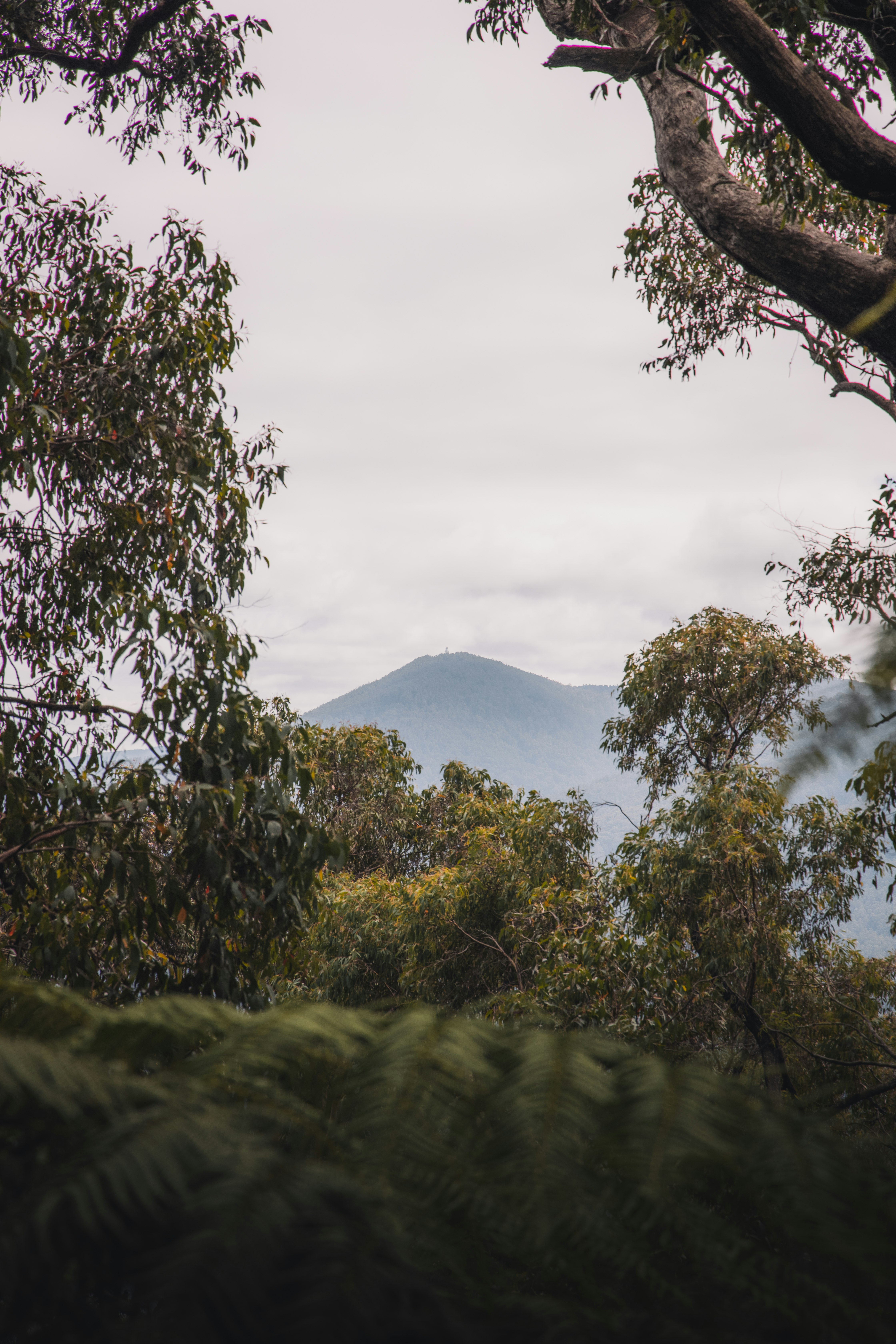 green tree near green mountain under white sky during daytime